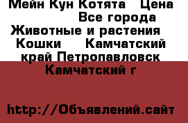 Мейн Кун Котята › Цена ­ 15 000 - Все города Животные и растения » Кошки   . Камчатский край,Петропавловск-Камчатский г.